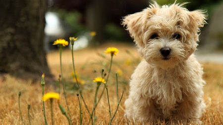 Everything you should know about PROBIOTICS and how they benefit your pet.