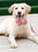 Watermelon pink dog collar and leash set with bow tie