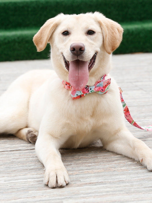 Watermelon pink dog collar and leash set with bow tie