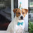 Sequin Pet Crown & Bow Tie Dog Birthday Hat